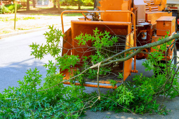 How Our Tree Care Process Works  in  Bonham, TX