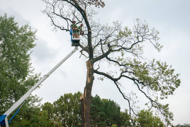 Best Utility Line Clearance  in Bonham, TX