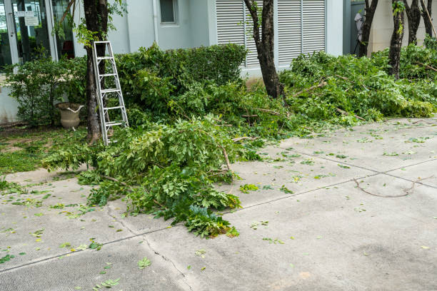 Best Tree Removal  in Bonham, TX