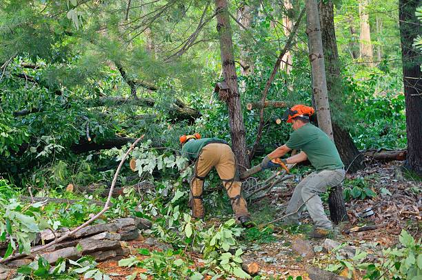 Best Weed Control  in Bonham, TX