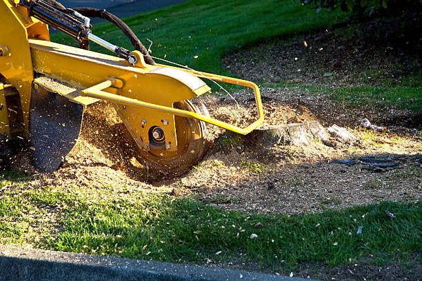 Best Tree Risk Assessment  in Bonham, TX