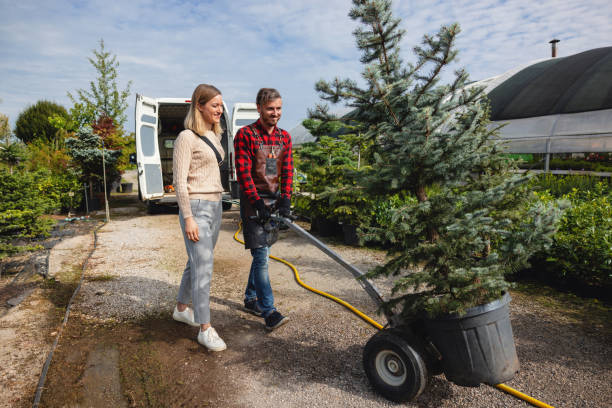 Best Stump Grinding and Removal  in Bonham, TX