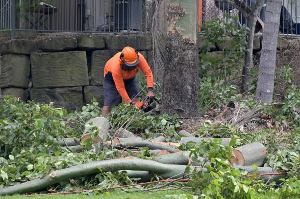 Best Hazardous Tree Removal  in Bonham, TX