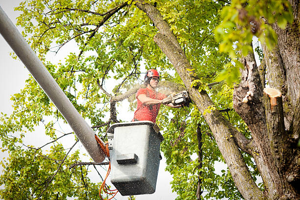 Best Leaf Removal  in Bonham, TX