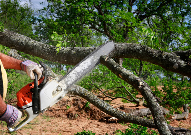 Best Arborist Consultation Services  in Bonham, TX